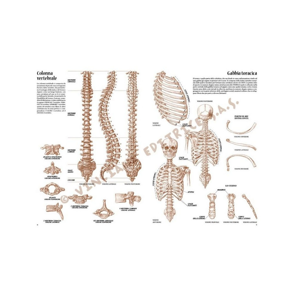 anatomia-per-artisti1-ps