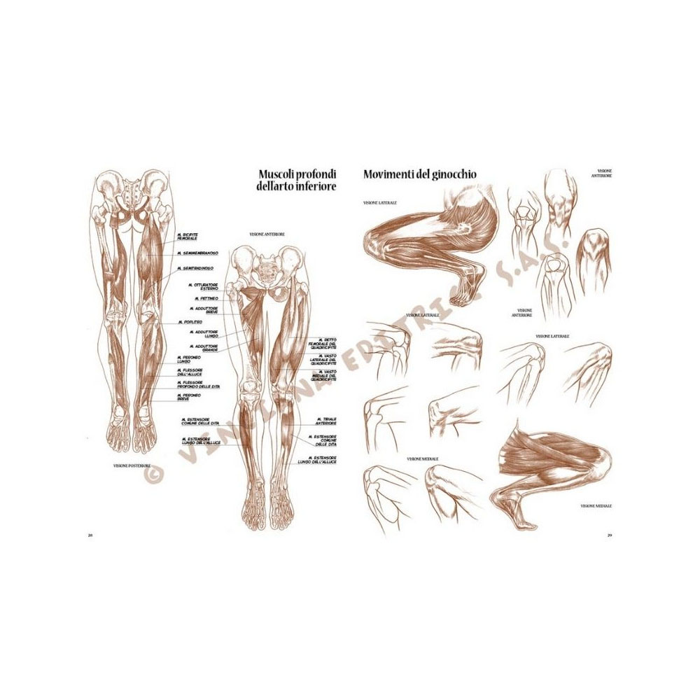 anatomia-per-artisti2-ps