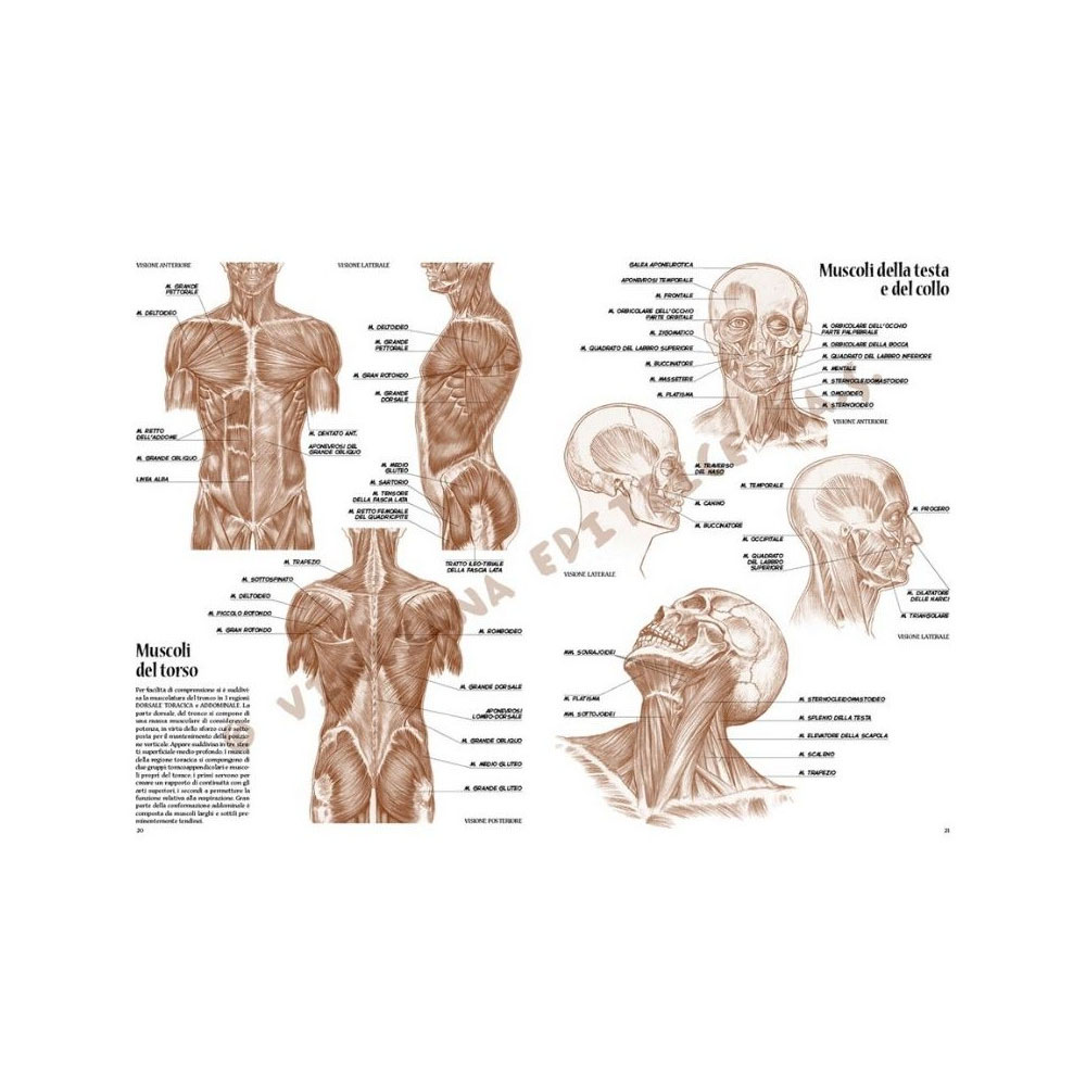 anatomia-per-artisti3-ps
