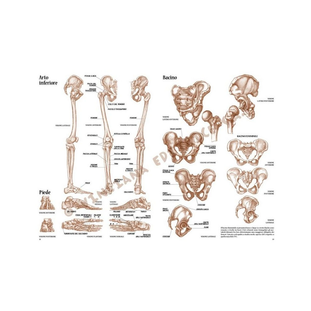 anatomia-per-artisti4-ps