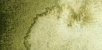 Variante colore Forest Verde Oliva 941