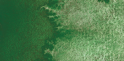 Variante colore Forest Verde 942