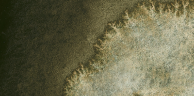 Variante colore Forest Grigio 945